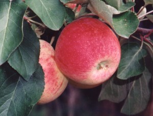 First Apples on Open A Ranch, near Dillon, Montana.